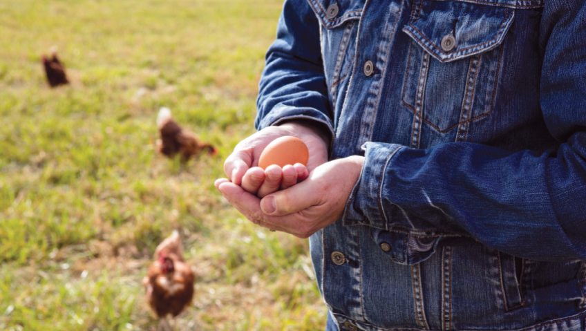 2021 | Food & Beverage | In Focus | March 2021Good Eggs: Treating Chickens With KindnessEgg Innovations