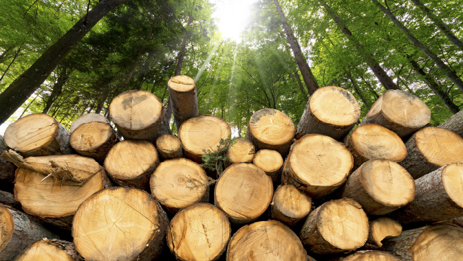 Comprehensive and Sustainable Wood Product Solutions
