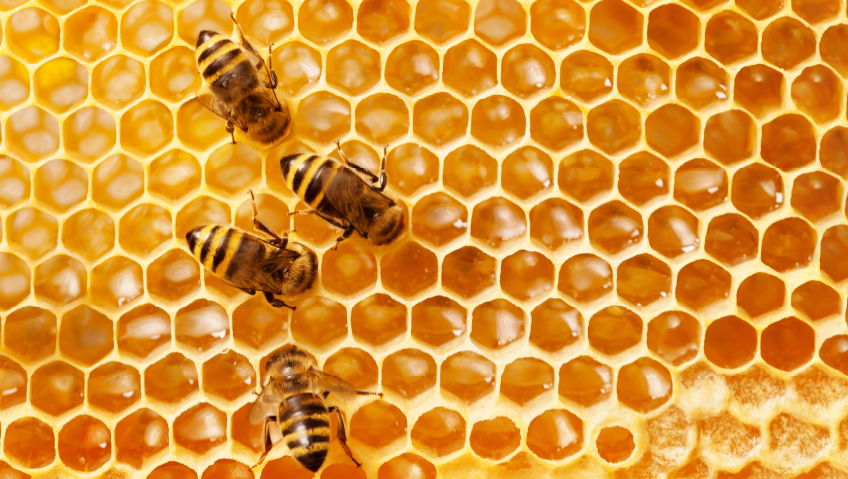 2022 | April 2022The Money In HoneyThe Buzz Around Bees