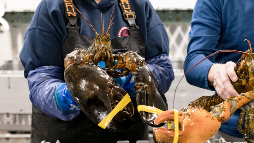 How This Female-led Grass Roots Company Grew Into a Multi-million Dollar Live Lobster Exporting CompanyFishermen's Premium Atlantic Lobster Inc. & Lobster1