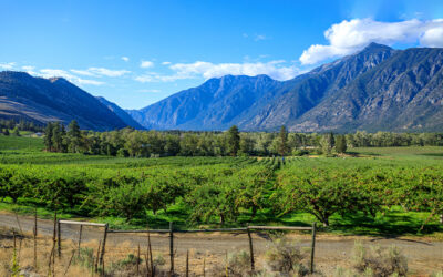 B.C. Tree Fruits Cooperative files for creditor protection