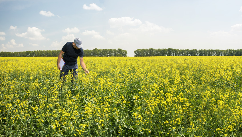 Canola farmers feeling impact of Chinese tariffs