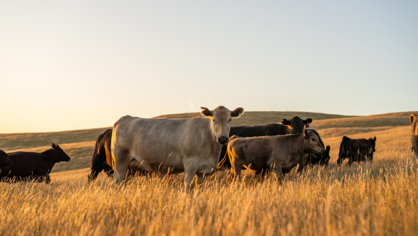McDonald’s USA invests in regenerative agriculture